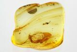 Fossil Crane Fly (Limoniidae) In Baltic Amber #330663-1